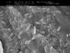 Bacillus-Sporen